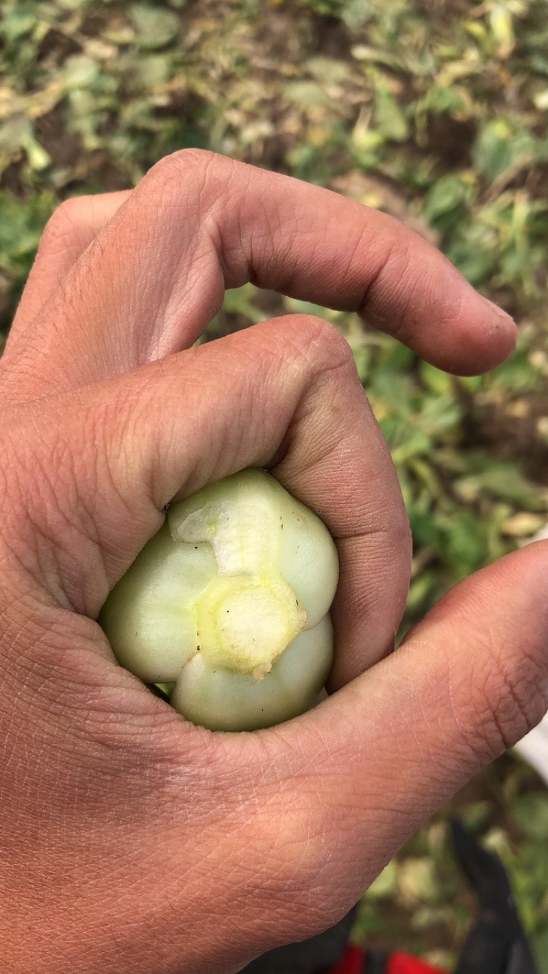 上海青油菜产地直销市场批发供应量大从优