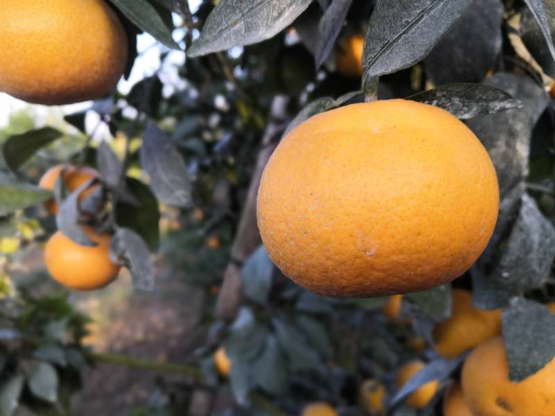 大量供应普通沃柑，091少核（无核）沃柑