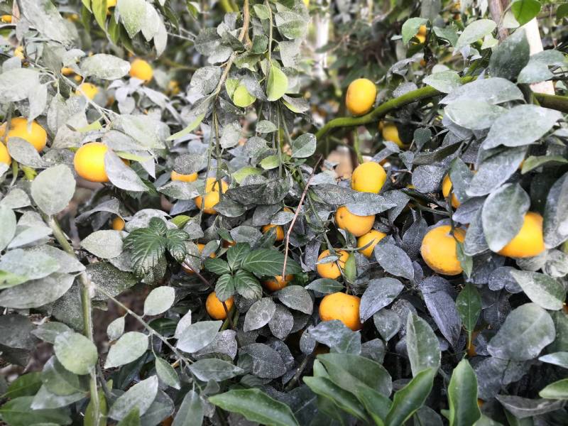 大量供应普通沃柑，091少核（无核）沃柑