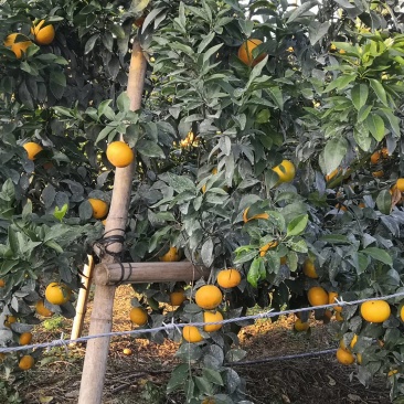 大量供应普通沃柑，091少核（无核）沃柑