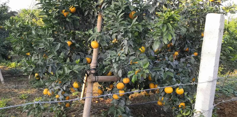 大量供应普通沃柑，091少核（无核）沃柑
