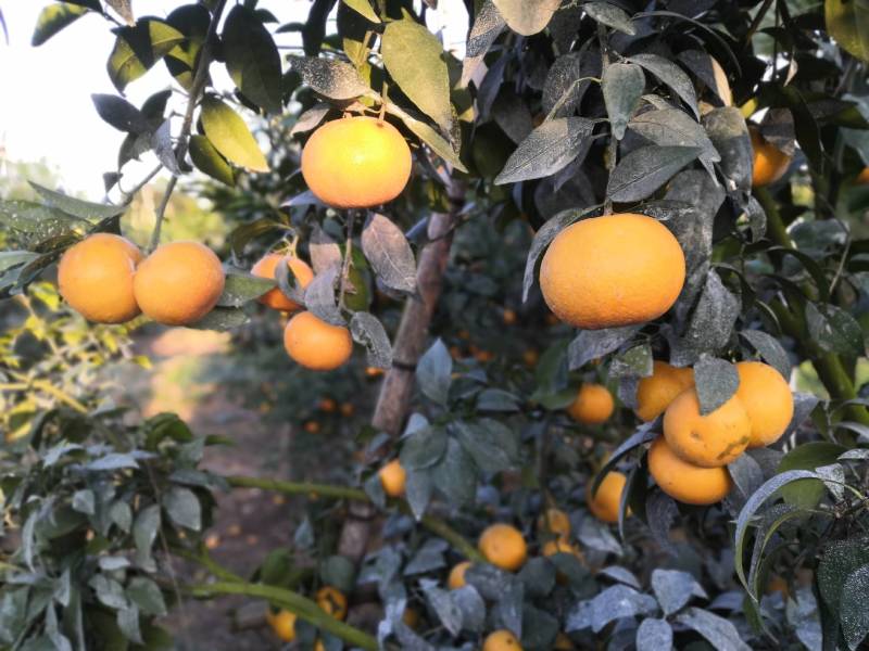 大量供应普通沃柑，091少核（无核）沃柑