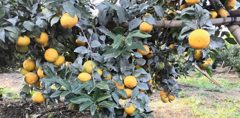 大量供应普通沃柑，091少核（无核）沃柑