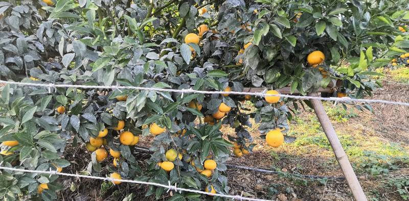 大量供应普通沃柑，091少核（无核）沃柑