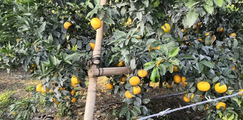 大量供应普通沃柑，091少核（无核）沃柑
