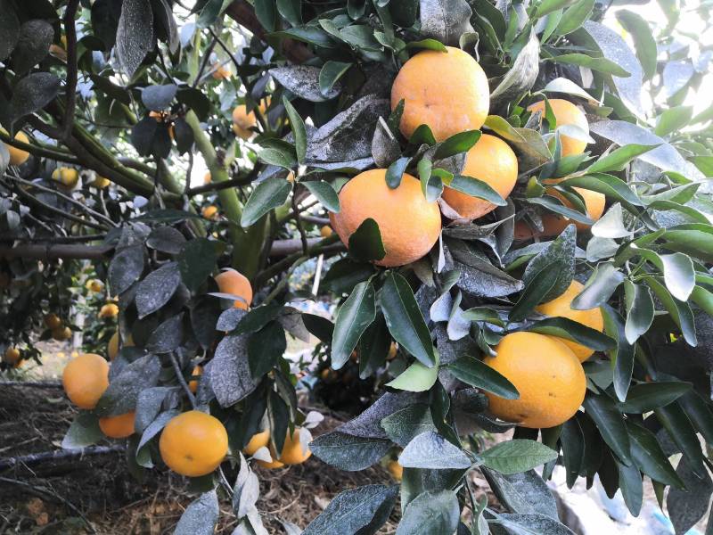 大量供应普通沃柑，091少核（无核）沃柑