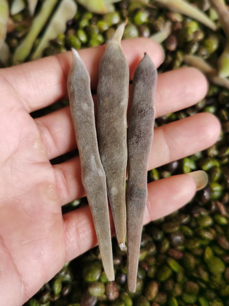 小叶牛大力种子，优良的品质，是不错的选择！