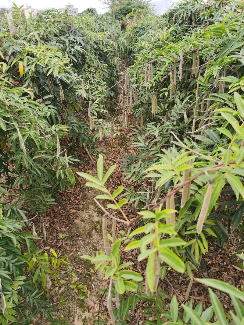 小叶牛大力种子，优良的品质，是不错的选择！
