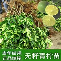 海南青柠檬四季结果树苗台湾无籽青柠檬苗香水柠檬当年结果