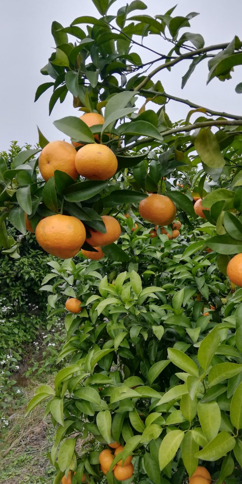 砂糖橘水果量大柑橘广西桂林市灌阳县沙糖桔欢迎选购