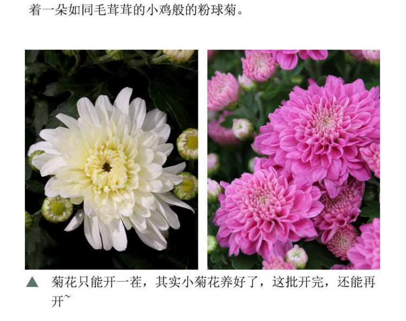 千头菊盆栽花苞植物室外花园耐寒球菊花植物四季种植