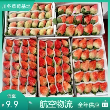 冬草莓盒装双流冬草莓烘培茶饮航空物流包邮