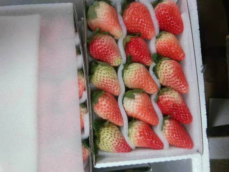 冬草莓盒装双流冬草莓烘培茶饮航空物流包邮