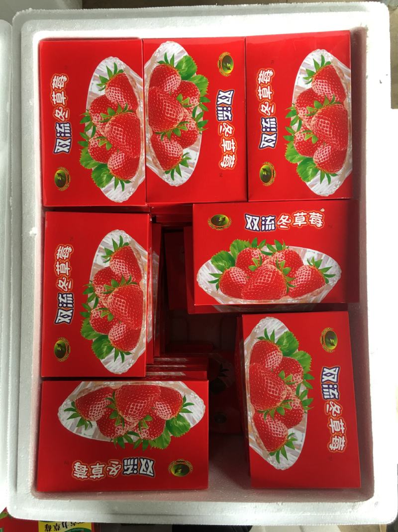 冬草莓盒装双流冬草莓烘培茶饮航空物流包邮