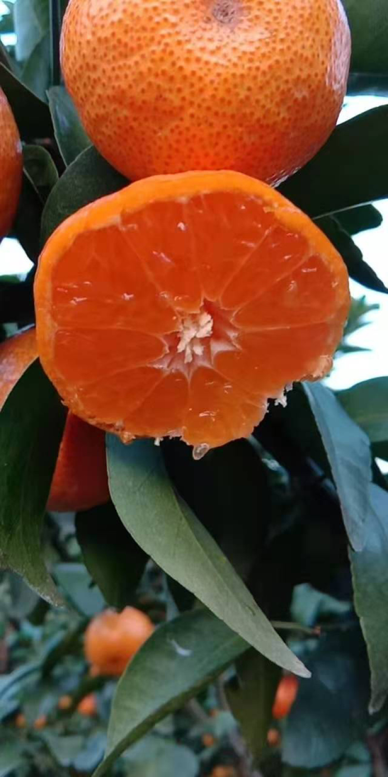【品质推荐】精选广西正宗砂糖橘皮薄汁多量大从优大货批发