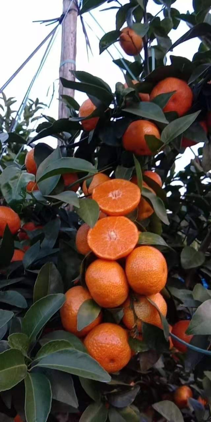 【品质推荐】精选广西正宗砂糖橘皮薄汁多量大从优大货批发