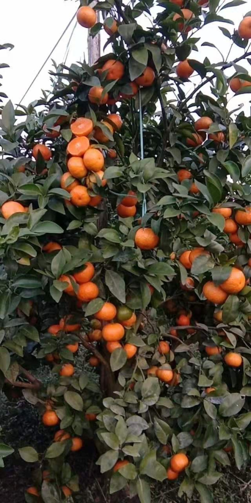 【品质推荐】精选广西正宗砂糖橘皮薄汁多量大从优大货批发