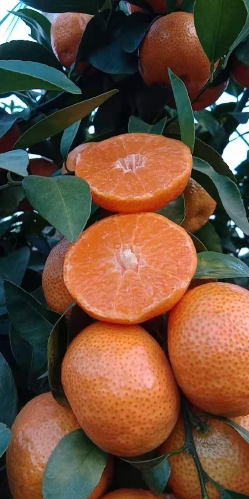 【品质推荐】精选广西正宗砂糖橘皮薄汁多量大从优大货批发