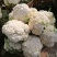 福建松花菜漳浦青梗菜花80天小米花大量上市提供冷库和包装