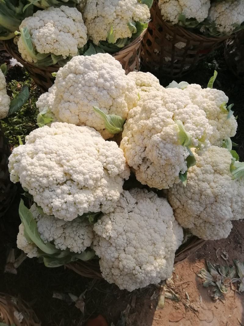 福建松花菜漳浦青梗菜花80天小米花大量上市提供冷库和包装