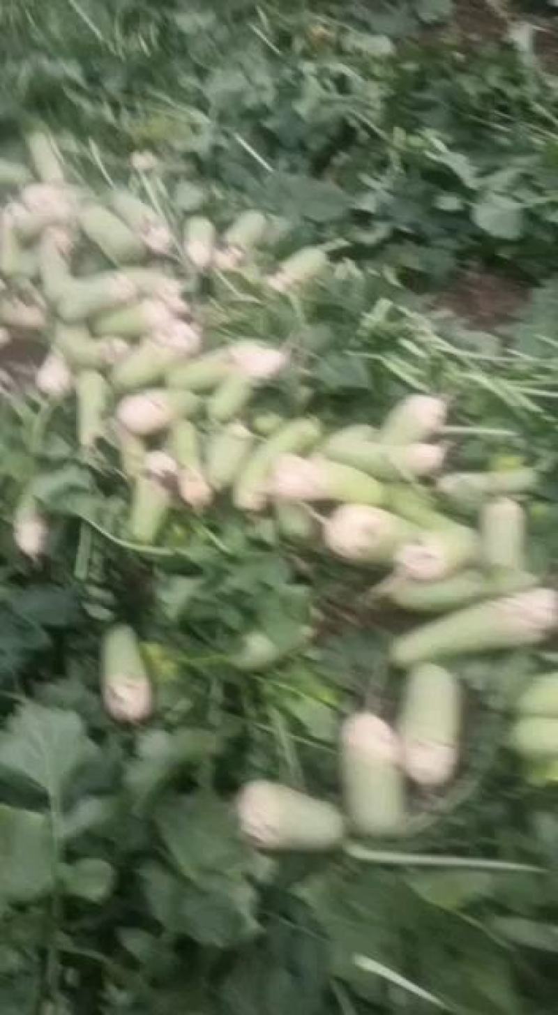 华卅区青皮罗卜欧亚二号陆续上市欢迎客商视频看货下单发货