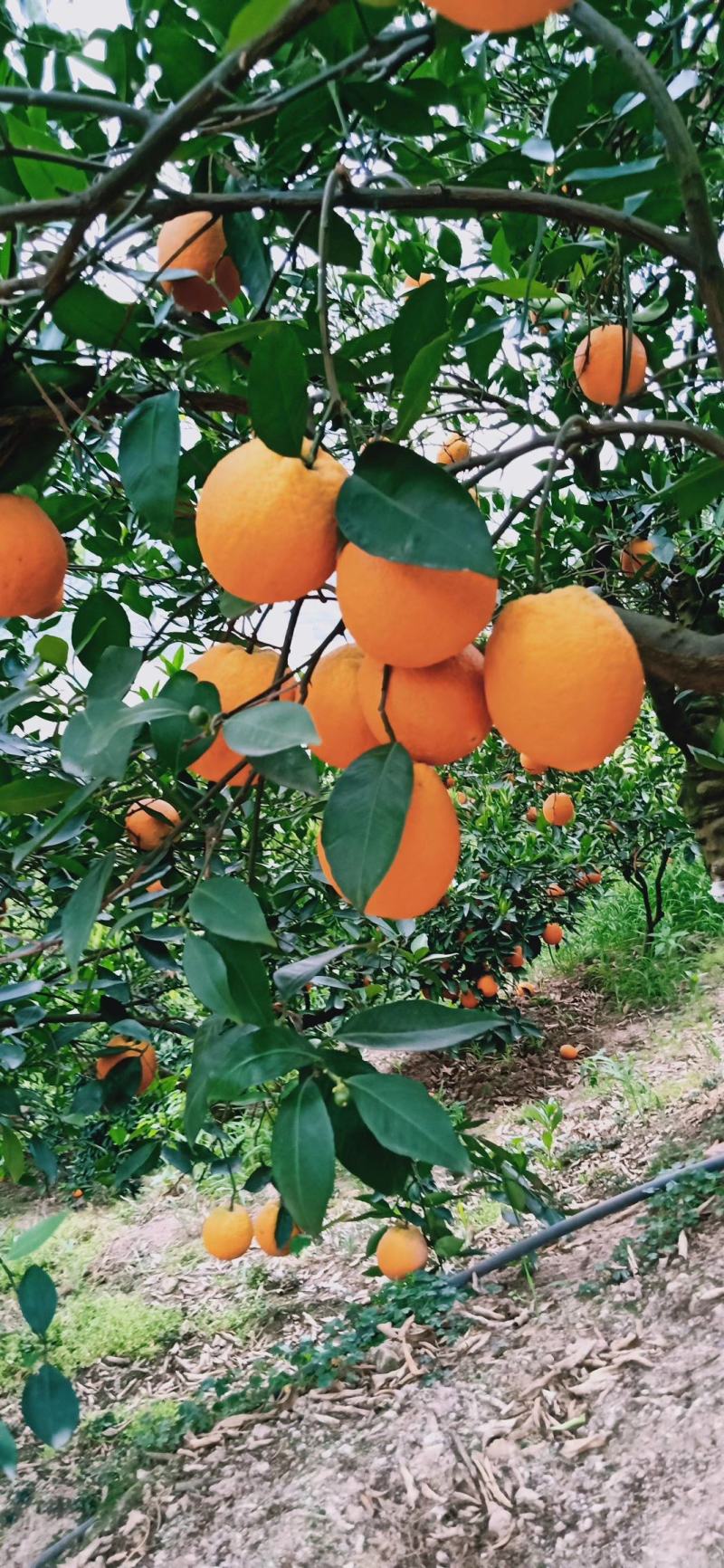 冰糖橙的甜蜜三峡秭归纽荷尔脐橙，长虹脐橙大个头，细皮嫩肉