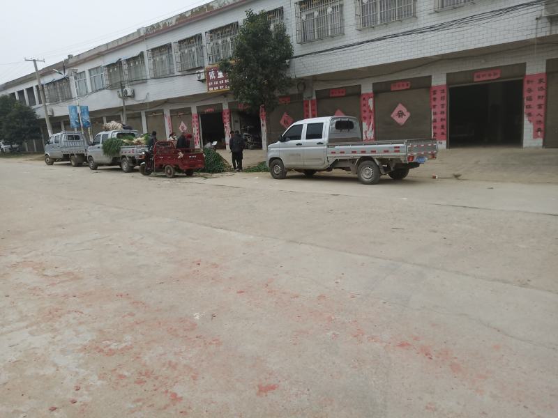 长白大葱黄葱沟葱白长味道好河南大葱南阳唐河县大河屯