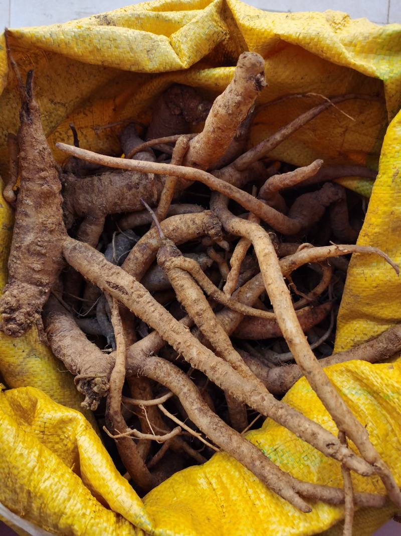 土党参鲜货（包邮），量大价优，薄利多销，一手货源批发，量