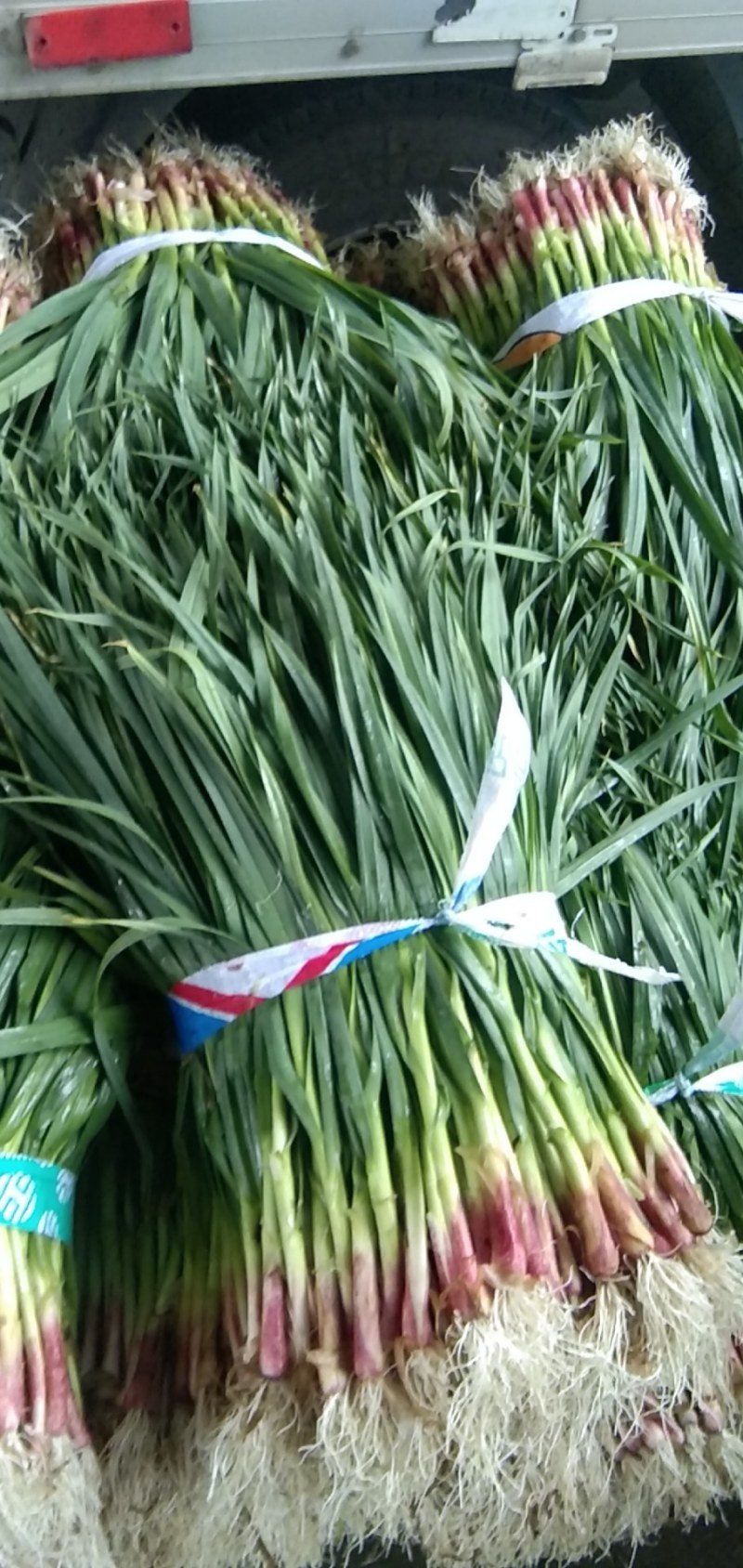 蒜苗，红根蒜苗，大量上市，精品A货，需要的老板请联系，