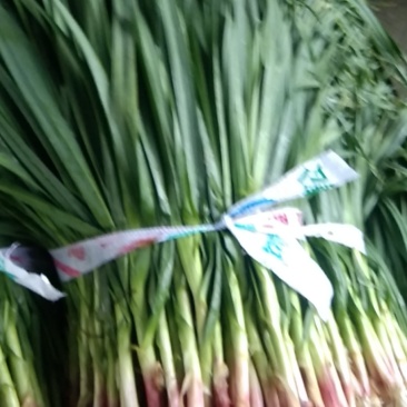 蒜苗，红根蒜苗，大量上市，精品A货，需要的老板请联系，