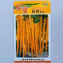 村香9号线椒种子特色品种果长25厘米一代杂交品种早熟种子