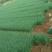 小葱，四季葱，黑米葱，白头葱，本地货大量上市，精品A货，