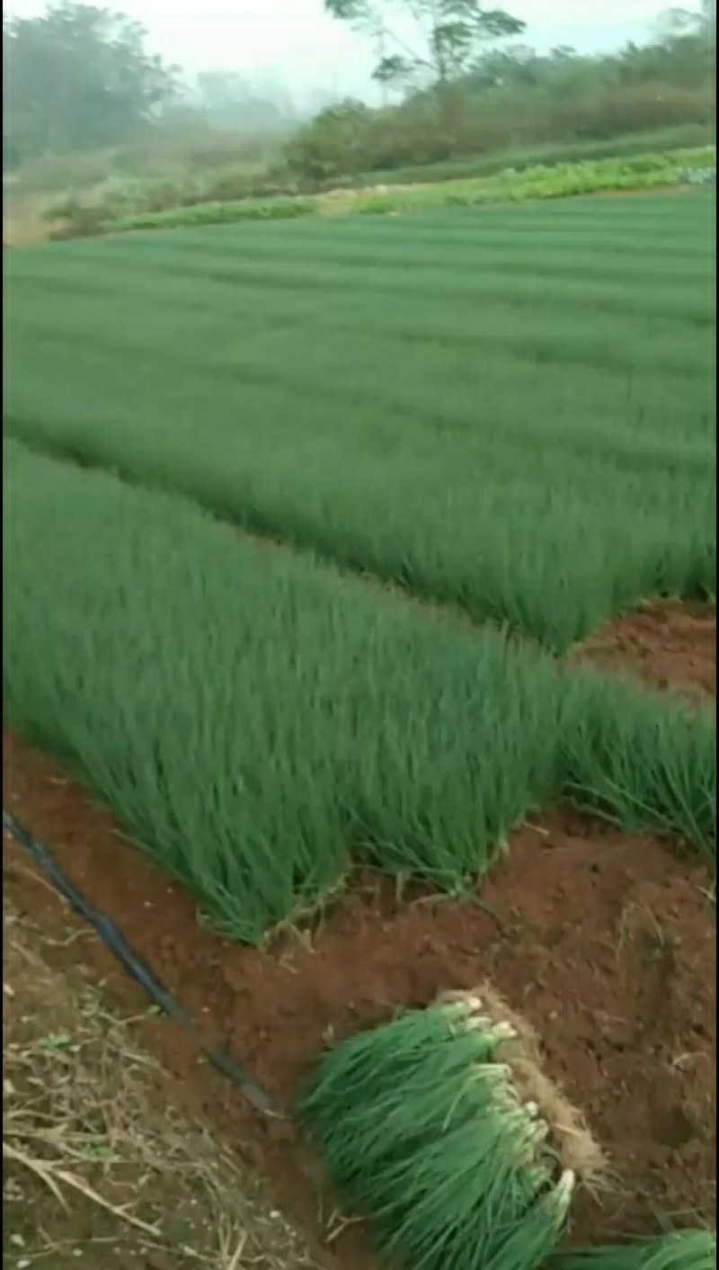 小葱，四季葱，黑米葱，白头葱，本地货大量上市，精品A货，