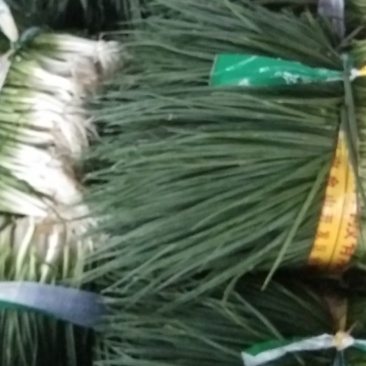 小葱，四季葱，黑米葱，白头葱，本地货大量上市，精品A货，