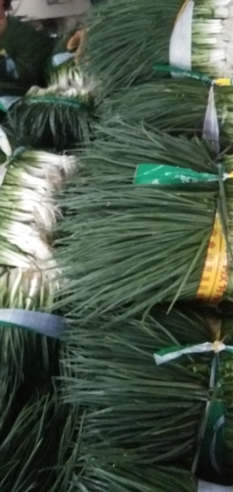 小葱，四季葱，黑米葱，白头葱，本地货大量上市，精品A货，