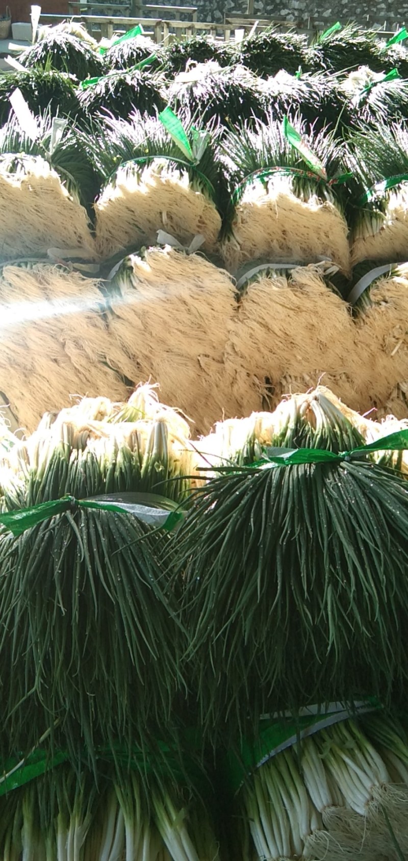 小葱，四季葱，黑米葱，白头葱，本地货大量上市，精品A货，