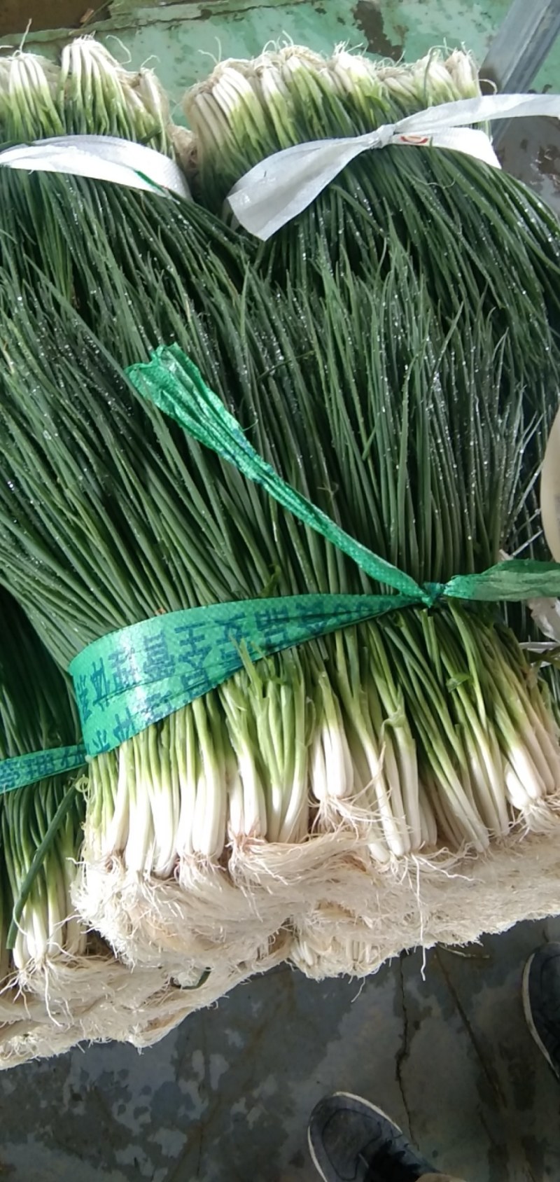 小葱，四季葱，黑米葱，白头葱，本地货大量上市，精品A货，