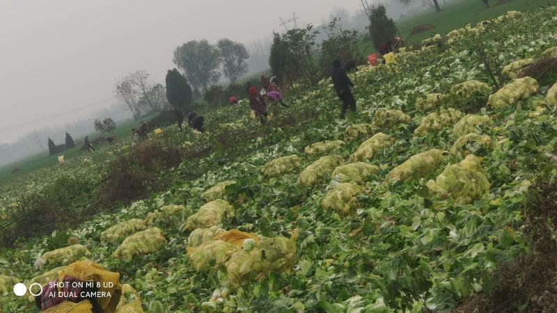 周口淮阳娃娃菜上市了，基地直供，诚实守信，
