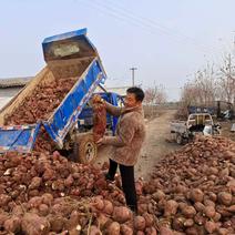 河南红薯地瓜红薯粉红薯商薯19通货出粉率高含淀粉多。