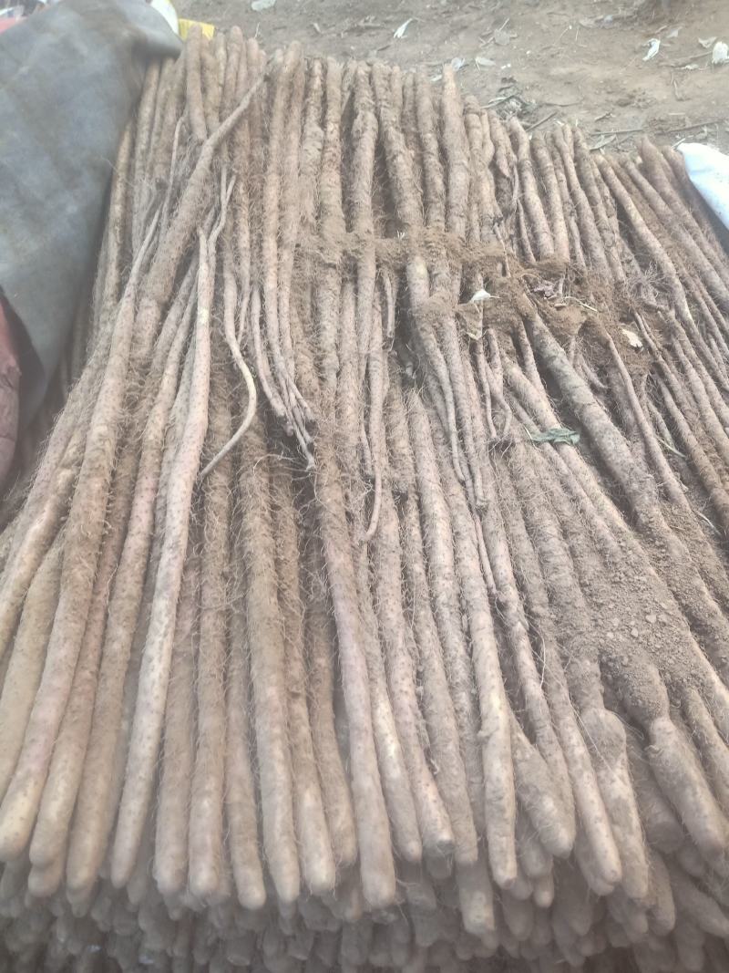 铁棍山药。。。。。。