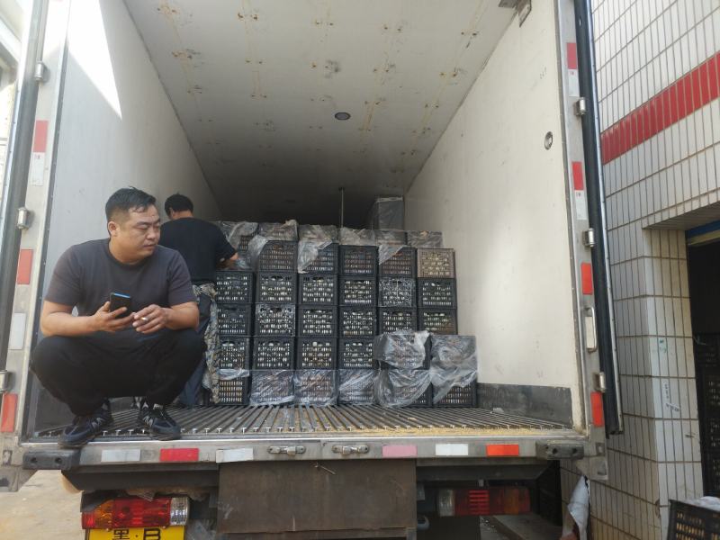 老传统工艺无铅溏心松花蛋三元一斤
