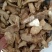 中药材/中药根茎类/肉苁蓉/阿拉善肉苁蓉鲜干片，整根条子