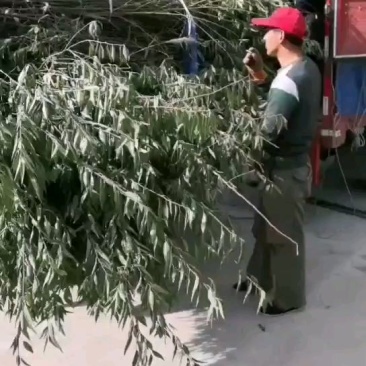 巴旦木，--巴旦木成品一亩产量5000斤，巴旦木成品供应