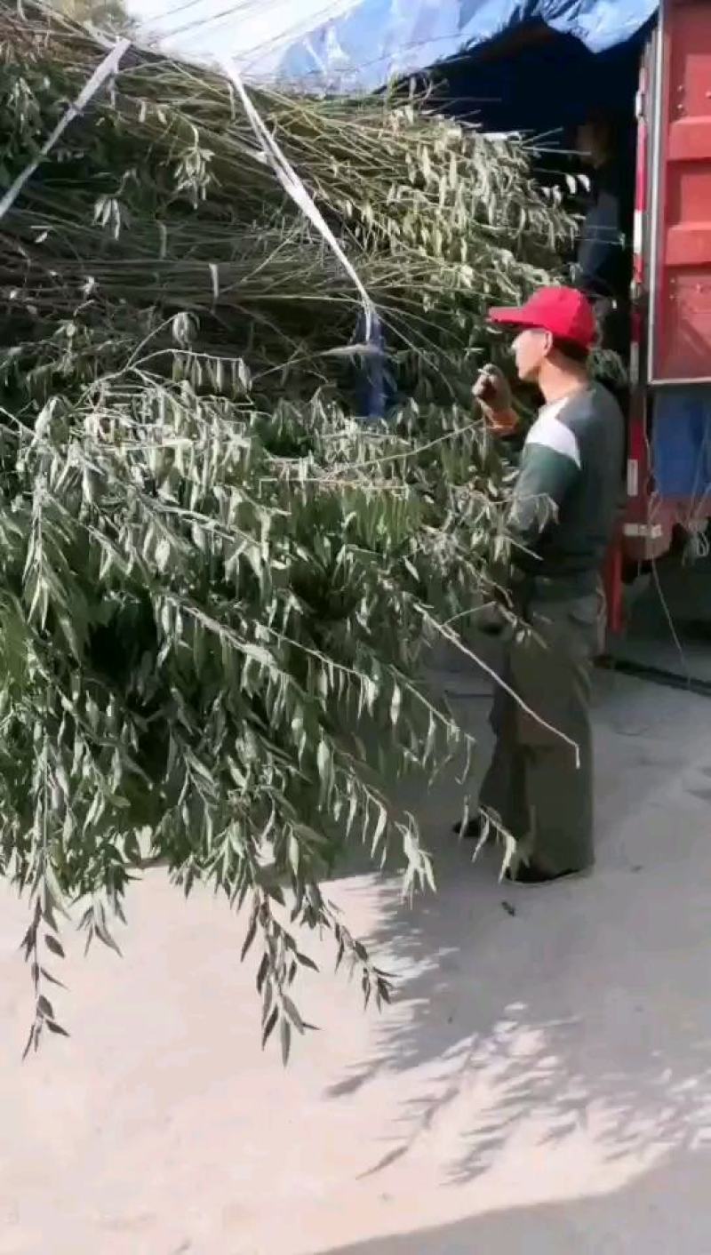 巴旦木，--巴旦木成品一亩产量5000斤，巴旦木成品供应