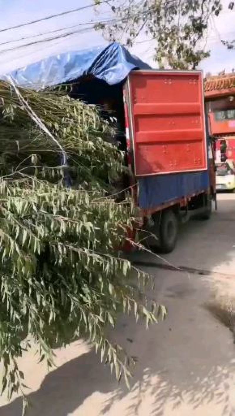 巴旦木，--巴旦木成品一亩产量5000斤，巴旦木成品供应