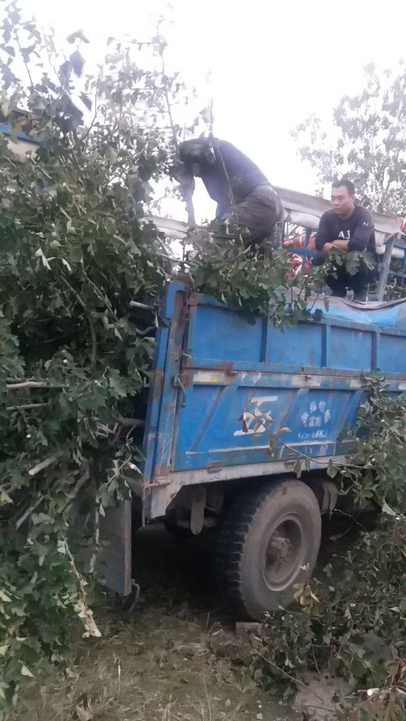 巴旦木，--巴旦木成品一亩产量5000斤，巴旦木成品供应