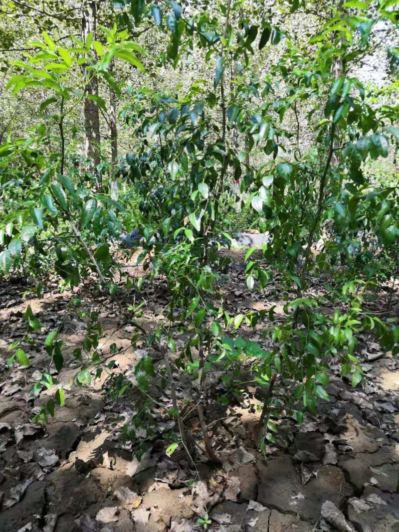 巴旦木，--巴旦木成品一亩产量5000斤，巴旦木成品供应