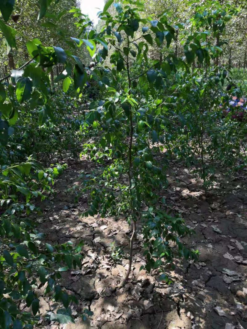 巴旦木，--巴旦木成品一亩产量5000斤，巴旦木成品供应