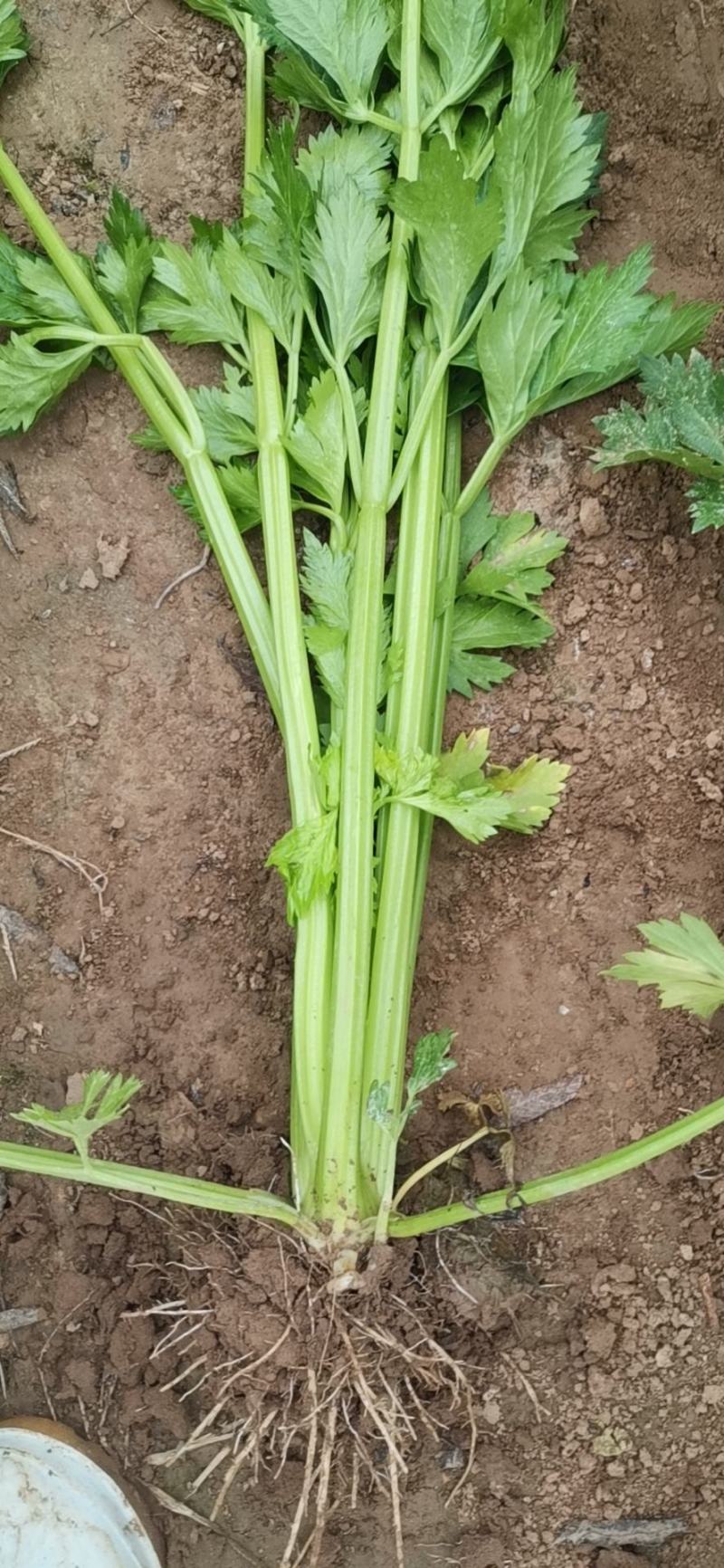 芹菜出售，高度60-65粗度中等欲