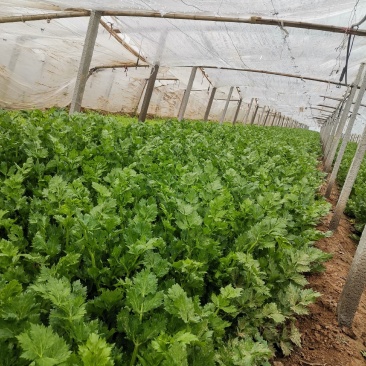 芹菜出售，高度60-65粗度中等欲